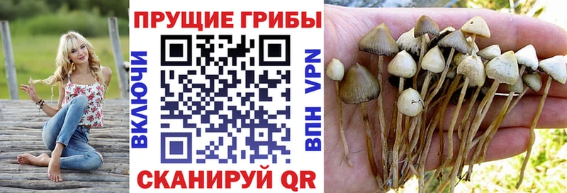 Псилоцибиновые грибы GOLDEN TEACHER  где купить   mega ссылки  Катайск 